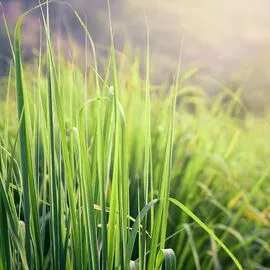 Ароммасло Lemongrass / Лемонграсс, Фасовка: Флакон - 10 мл
