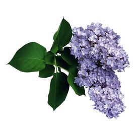 Аромаолія Lilac / Бузок, Фасування: Флакон - 10 мл
