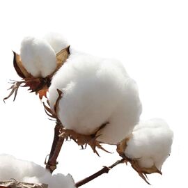 Аромаолія Cotton / Бавовна, Фасування: Флакон - 10 мл