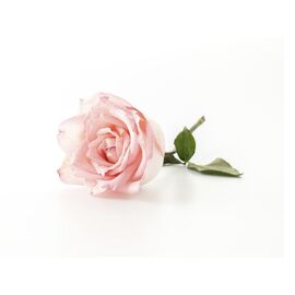 Aromaoil Rose petals, Packing: Bottle - 10 ml