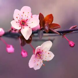 Аромамасло Japanese Cherry Blossom / Цветущая сакура, Фасовка: Флакон - 10 г
