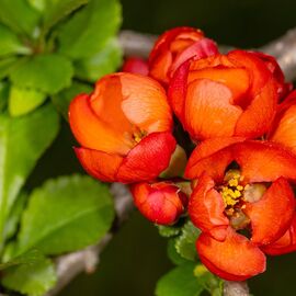 Аромамасло Redberry quince / Красная айва, Фасовка: Флакон - 10 мл