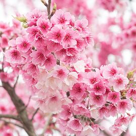Аромамасло Cherry blossom / Вишневый сад, Фасовка: Флакон - 10 мл