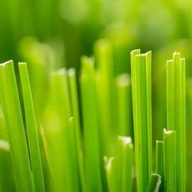 Аромаолія Fresh Cut Grass / Свіжескошена трава, Фасування: Флакон - 10 г