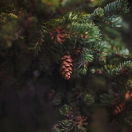 Аромамасло Pine / Хвоя, Фасовка: Флакон - 10 мл