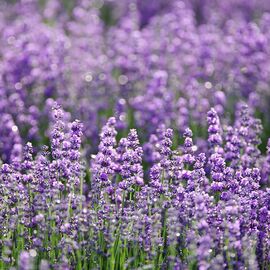Aromaoil Lavender dream, Packing: Bottle - 10 ml