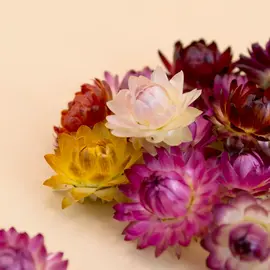 Flowers for decoration