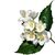 Aromaoil White jasmine - for candles ➤ Brand Iberchem, Packing: Bottle - 10 ml, 2 image - Candle Art Aromaoil White jasmine - for candles ➤ Brand Iberchem, Packing: Bottle - 10 ml, 2 image