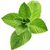 Aromaoil Mint - for candles ➤ Brand Iberchem, Packing: Bottle - 10 ml, 2 image - Candle Art Aromaoil Mint - for candles ➤ Brand Iberchem, Packing: Bottle - 10 ml, 2 image