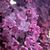 Аромаолія Lilac / Бузок, Фасування: Флакон - 1 кг - Candle Art Аромаолія Lilac / Бузок, Фасування: Флакон - 1 кг