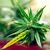 Aromaoil Hemp, Packing: Bottle - 10 ml - Candle Art Aromaoil Hemp, Packing: Bottle - 10 ml