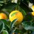 Aromaoil Lemon, Packing: Bottle - 1 kg - Candle Art Aromaoil Lemon, Packing: Bottle - 1 kg