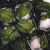 Aromaoil Mint, Packing: Bottle - 100 ml - Candle Art Aromaoil Mint, Packing: Bottle - 100 ml