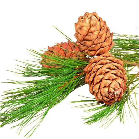 Aromaoil Pine - for candles ➤ Brand Iberchem, Packing: Bottle - 1 kg