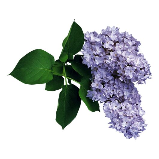 Аромамасло Lilac / Сирень - для свечей ➤ Бренд Iberchem, Фасовка: Флакон - 100 мл