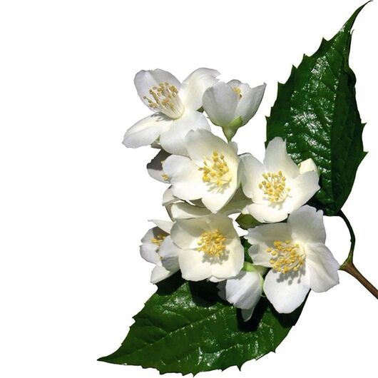 Аромамасло White jasmine / Белый жасмин - для свечей ➤ Бренд Iberchem, Фасовка: Флакон - 100 мл