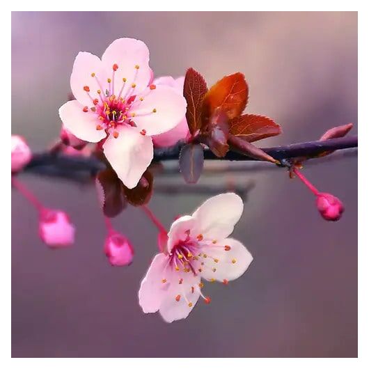 Аромамасло Japanese Cherry Blossom / Цветущая сакура – для свечей ➤ Бренд CandleScience, Фасовка: Флакон - 100 г