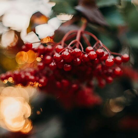 Аромамасло Red vibernum berries / Красная калина – для свечей ➤ Бренд Iberchem, Фасовка: Флакон - 1 кг