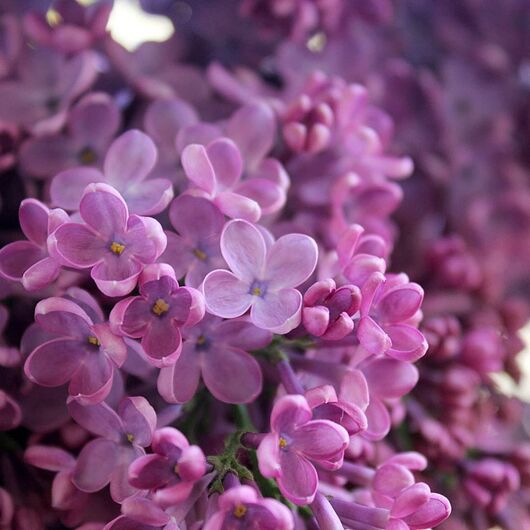 Aromaoil Lilac - for candles ➤ Brand Iberchem, Packing: Bottle - 100 ml