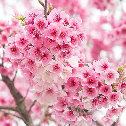 Аромаолія Cherry blossom / Вишневий сад - для свічок ➤ Бренд Iberchem, Фасування: Флакон - 100 мл