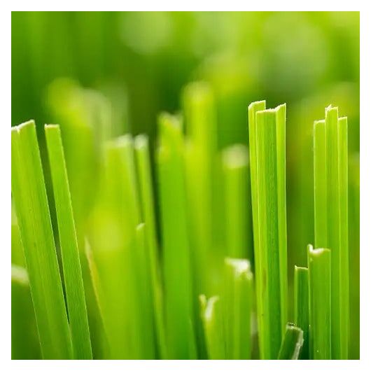 Аромаолія Fresh Cut Grass / Свіжескошена трава - для свічок ➤ Бренд CandleScience, Фасування: Флакон - 100 г