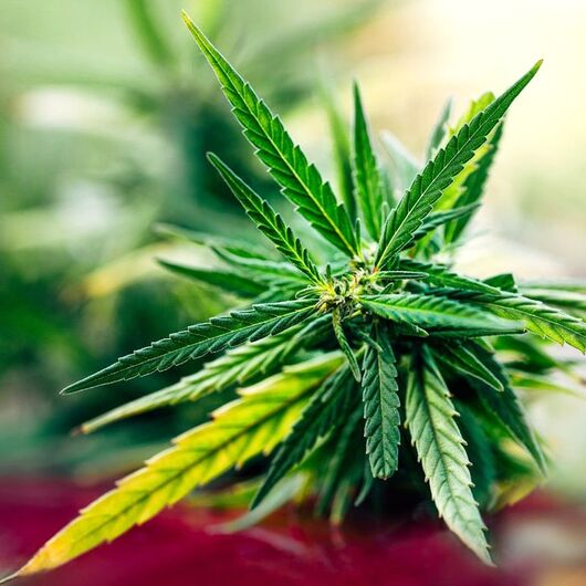 Аромамасло Конопля / Hemp - для свечей и аромадифузоров ➤ Бренд Iberchem, Фасовка: Флакон - 10 мл