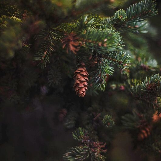 Аромаолія Pine / Хвоя - для свічок ➤ Бренд Iberchem, Фасування: Флакон - 10 мл