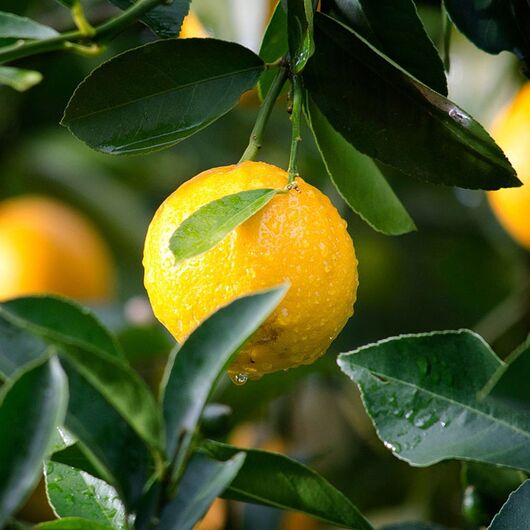 Aromaoil Lemon - for candles ➤ Brand Iberchem, Packing: Bottle - 10 ml