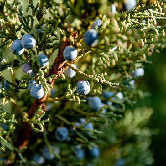 Aromaoil Juniper - for candles ➤ Brand Iberchem, Packing: Bottle - 1 kg
